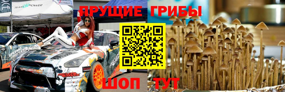 Галлюциногенные грибы Magic Shrooms  Вход с VPN  Краснознаменск  Псилоцибиновые грибы мухоморы 